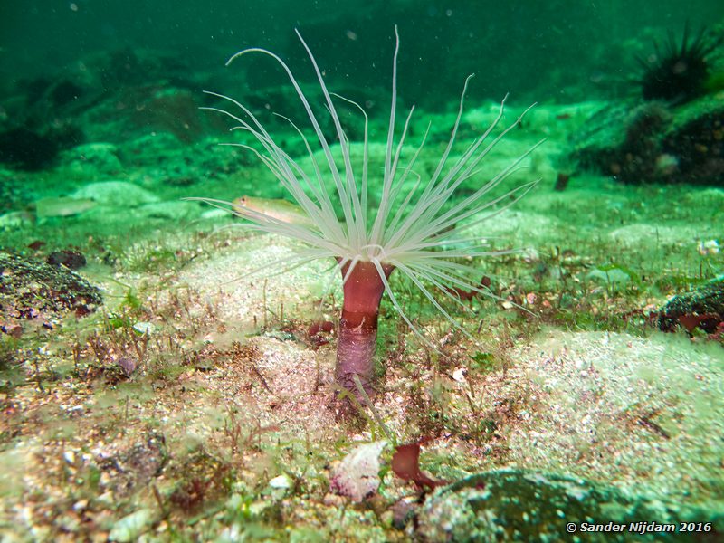 Tube-dwelling anemone (Pachycerianthus fimbriatus), , Norris Rocks, Hornby Island, BC, Canada